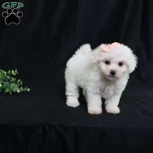 Nora (Tiny), Bichon Frise Puppy